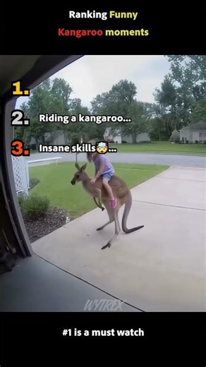 Funny kangaroo moments #kangaroo #funny #animals