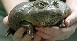 Rã Touro: Habitat, Nome Científico e Peso – Mundo Ecologia