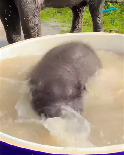 14K views · 740 reactions | Extreme Cuteness Alert!  This little...