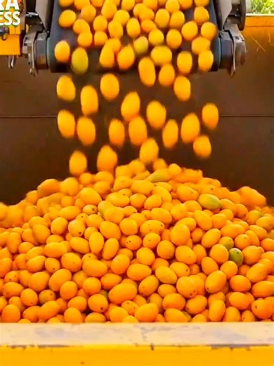 “Inside a Modern Mango Slice Factory 🥭 | Full Process #MangoSlices #FruitProcessing #FactoryTour #FoodFactory #MadeInUSA