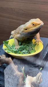 WOW! Epic tantrum! I was just saying goodbye after putting Samson in his enclosure because I have to leave!Apparently, that’s unacceptable. #BeardedDragon #LizardTantrum #BeardieAttitude #FunnyReptiles #ReptileLife #BeardedDragonOfInstagram #AngryLizard #ReptileContent #SamsonTheDragon #WhosAGoodLizard #LizardReels #BeardieMeltDown #DramaticPets | Whosagoodlizard