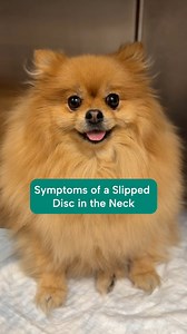 6.2K views · 26 reactions |  Is your dog showing signs of a slipped...