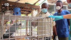 🔵[VIDEO-REPLAY] La DW vous emmène à la découverte du Wildlife Center à Limbe au Cameroun La-bas, les oiseaux blessés sont soignés et gardés jusqu’à ce qu’ils aient récupéré assez de forces pour être relâchés dans la nature. Mais vu la liste croissante de patients en attente de soins, ce n’est pas chose facile. Plus de contenus de la DW Afrique sur son site internet. Abonnez-vous à sa newsletter via ce lien : https://www.dw.com/fr/german-news-service/s-47084799?maca=fra-banner-médiatude-gnscom |