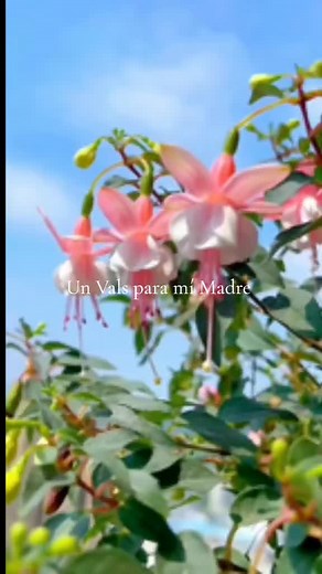 Un Vals para mí Madre - Marimba Guatemalteca