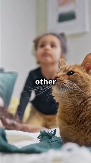 Ragamuffin Cats The Ultimate Cuddle Buddy #catbreed