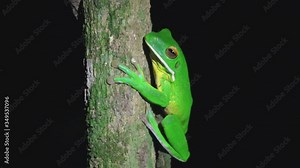 Australian giant tree frog on a tree at night