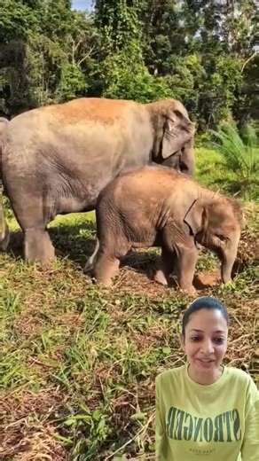Adorable Baby Elephant Playtime Will Make You Smile💖🐘#cutebaby #babyelephant #elephant #elephantlove