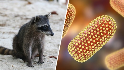 Outbreaks of rabies seem to be rising across the U.S., CDC surveillance shows