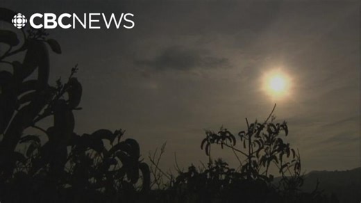 Wild plants able to rapidly evolve to survive climate change, study reveals | UBC Science