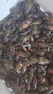 2.6K views · 46 reactions | Live crawdads today $10 a pound . | Kerby's Fish | Facebook