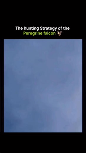 SCIENCE | FACTS | EXPALIN on Instagram: "1. Fastest Animal Alive: The peregrine falcon can dive at over 320 km/h (200+ mph). 2. The Stooping Attack: It climbs high, locks onto prey, then drops in a vertical dive called a stoop. 3. Precision Targeting: Its eyesight is so sharp it can spot a pigeon from kilometers away. 4. Mid-Air Strike: It doesn’t grab prey — it hits it mid-flight, knocking it out instantly. 5. Perfect Timing: The falcon pulls up at the last second to avoid crashing. 6. Wing Con