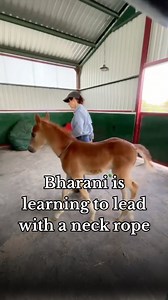 Bharani is learning to lead with a neck rope in preparation for halter training when his body matures a bit. #imagineahorse #horsetrainingtips #horsetrainer #foaltraining #pedestalplan #beanbag | Imagine A Horse