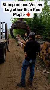 162K views · 721 reactions | Grading Hardwood Log! Little Log education 蝹 #forestry #Log #LOGGERMACK | Logger Mack | Facebook