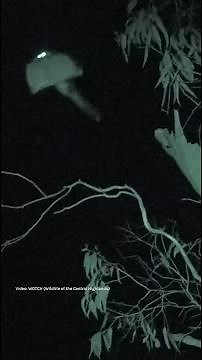 Meet the greater glider: a nocturnal mammal that soars through the tall forests of Victoria