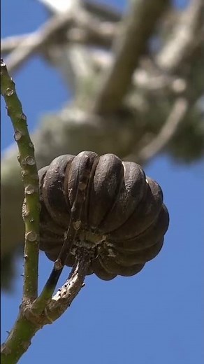 2 Deadliest Trees on Earth! #ziranscience