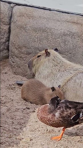 Adorable Baby Capybara! 🐾 Too Cute to Handle