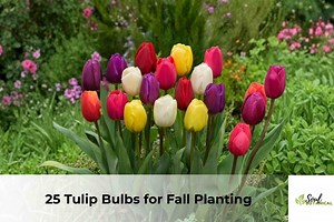 25 Mixed Tulip Bulbs | Fall Planting, Spring Blooms (zones 3-8) - Etsy