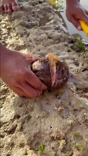 Amazing Freshwater Clam Opening | Giant Shell Meat Harvest #shorts