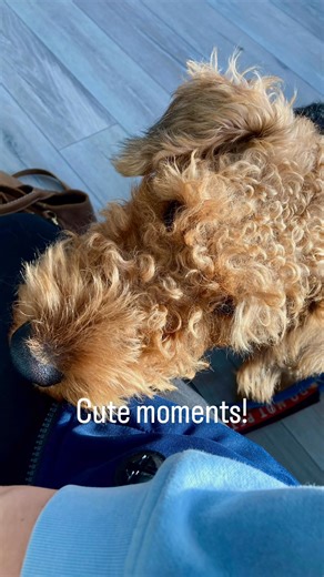 Service dog in training practicing interruption and alerts. #dogtrainer #servicedog | Spectrum Dog Trainer