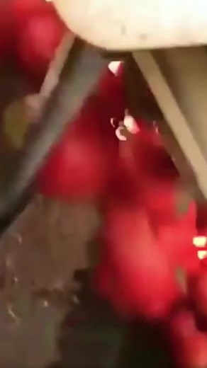 470K views · 4.2K reactions | Ripe red tomatoes are automatically selected and picked from a bunch of harvested produce with the help of this device. | Interesting Engineering | Facebook