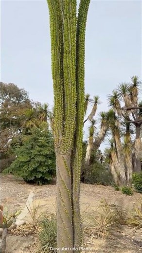 🌵 ¡Conoce el increíble Ocotillo de Madagascar!