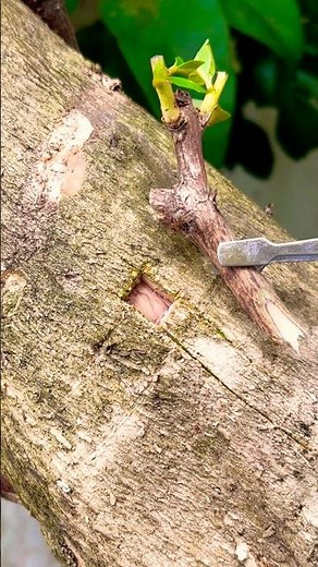 Techniques for grafting Crape Myrtle trees during the rainy season. #grafting #garden #satisfying