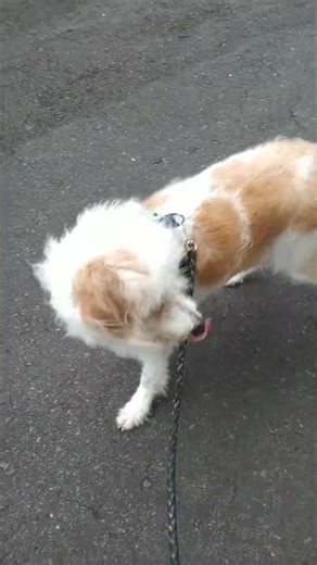 Itul Labradoodle Kaget! Kucing Tiba-Tiba Lompat dari Tong – Reaksi Lucu di Jalan!