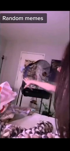 Enjoy These Random Memes Compilation Clips