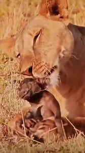 5.7K views · 41 reactions | The final cry of the wild piglet echoes in the African plains as the beast prepares to sink it's sharp Jaws into the fresh. This is the final moment of the lone baby boar. 樂.#reelsviralvideo | Gilbert Banda | Facebook