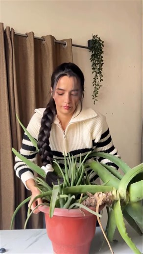 𝑹𝑬𝑵𝑨 G on Instagram: "Making Natural DIY Eye Cream for dark circles 👀✨ Benefits of using Aloe Vera for skin & under eyes 🌿 -Deeply hydrates the skin without making it oily -Soothes irritation, redness, and inflammation -Helps calm sensitive and acne-prone skin -Supports skin healing and repair -Improves skin texture and softness -Gives a natural glow with regular use -Helps reduce dryness and flakiness For under eyes: -Provides instant cooling and soothing effect -Helps reduce puffiness an