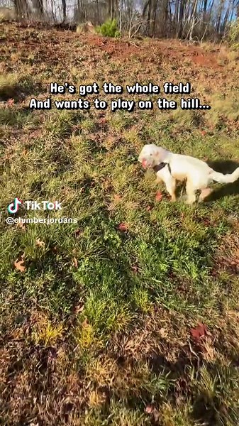 #clumberspaniel | clumber spaniel