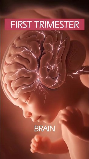 Development of the BRAIN 🧠 of the fetus at the first trimester in the womb #baby #pregnancy #shorts