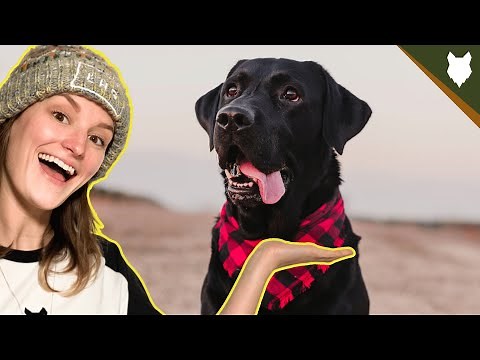 How Much Does A LABRADOR Cost?