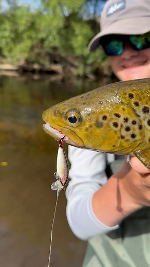 What is your go to trout lure?! I personally can't go past this @rapalaaustralia Rapala F5 floating Rainbow Trout pattern #trout #troutlures #browntrout #rapala | Ifish