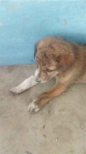 Doges bhai day by day 😮🥶 Om namo bhagavate vasudevaya namah 🙏❤️ #desi dog #dogster #dogs world