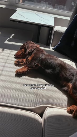 Understanding Priorities: Insights from Everyday Life