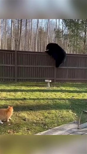 Cat Meets a Bear in the Backyard!