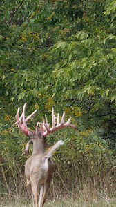 Monster buck | Genesis Whitetails