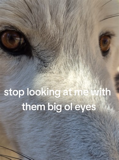 Did you know that Butch Cassidy here is very shy around large groups of people? You may not believe it but that is likely his neophobic (fear of the new and unknown) instincts kicking in that helps wild wolves avoid potential dangerous situations ❤️🐺 #wolf #wolves #wolfpack #arcticwolf