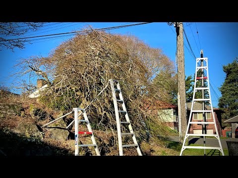 Absolutely huge Japanese laceleaf maple pruning - Winter in Seattle - Before & After 🍁