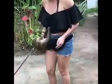 funny monkey pulling womens shirts and pants...