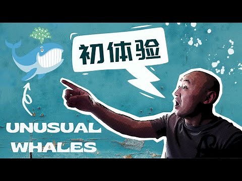 🐳Unusual Whales怎么样？| Unusual Whales使用心得| 用Unusual Whales搜索期权异动大单