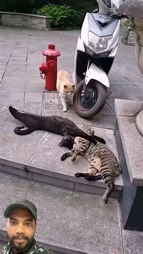 Cats Got Caught Cheating😂 #cat #funnycats #fyp #viral #shorts