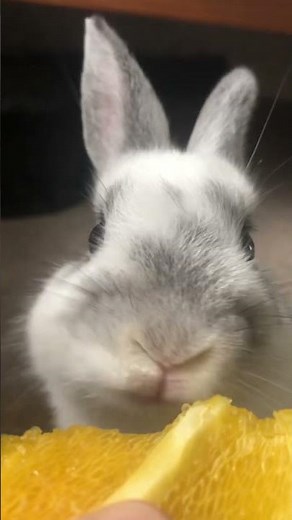 Netherlands Dwarf Rabbit ASMR. Cute baby bunny