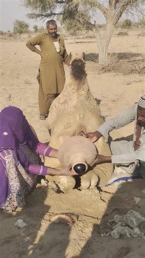 حتى تحت شمس الصحراء الحارقة… تبقى المرأة رمز الجمال والقوة 🌞🐪 #shorts