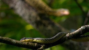 Nature - Snake Takes Flight - Twin Cities PBS