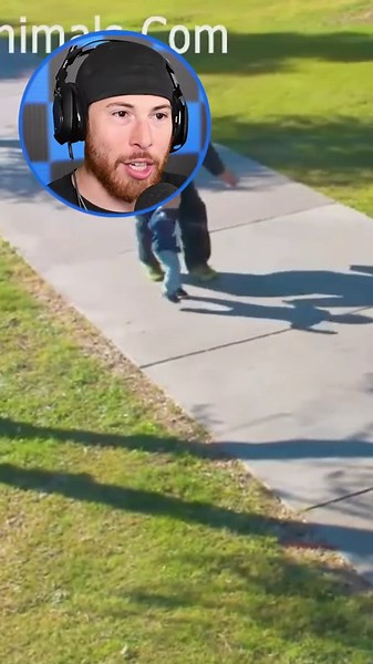 Amazing dogs protecting their owners in real life