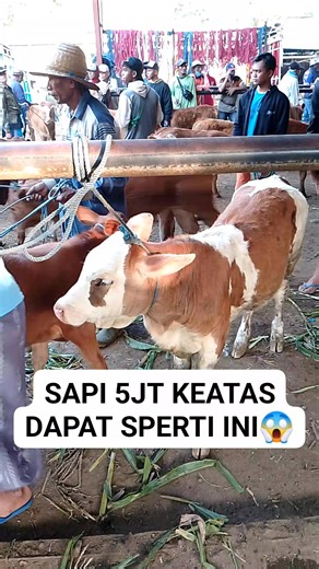 Sapi 5jt | Sapi Koros