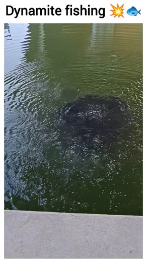 543K views · 3.9K reactions | Dynamite fishing  wait for the end  | Rohan | Facebook