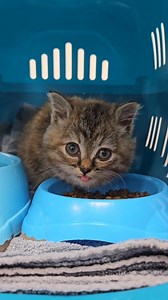 LILLE HONEY VAR PÅ VEJ OP UNDER EN MOTORHJELM 😱 I dag har vi modtaget fire killinger fordelt på tre indleveringer, hvor tre af dem blev fundet i to forskellige papkasser. Den ene blev fundet tidligt om morgenen af en plejefamilie, og den anden blev fundet på en rasteplads. Det gør os både kede af det og bekymrede 😔 Honey var en af killingerne, der blev fundet alene , men heldigvis ikke i en papkasse. Der var ingen mor eller søskende at finde, så hun blev bragt ind til os for at få hjælp. Honey